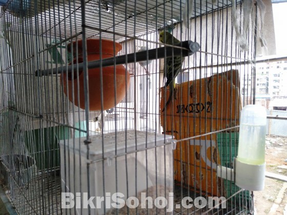 Budgerigar For Sale